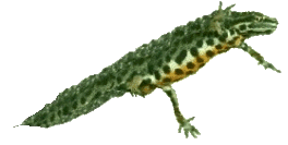 Koiras